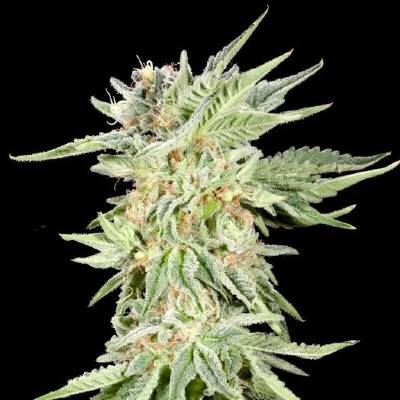 Elev8 Seeds Gelato Sundae semena neobsahují THC 3 ks