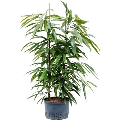 Ficus amstel king 2pp 28/19 výška 110 cm