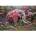 Educa Puzzle 500 pcs. Floral Elephant