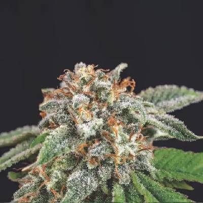 Pyramid Seeds Galaxy x Runtz semienka neobsahujú THC 5 ks