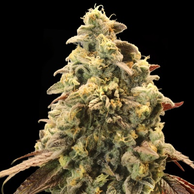 Advanced Seeds Auto Rainbow Sherbet #11 semienka neobsahujú THC 1 ks
