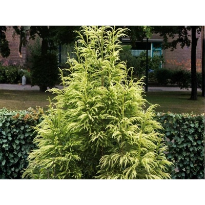 Kryptoméria japonská Hongarian Gold, výška 90-120 cm, kvetináč 23 cm