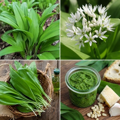 Juvamed bylinný čaj CESNAK MEDVEDÍ 40 g