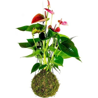 Gardners Kokedama Anthurium andraeanum červená (L) Anturie, toulitka, prasečí ocásek 1 ks