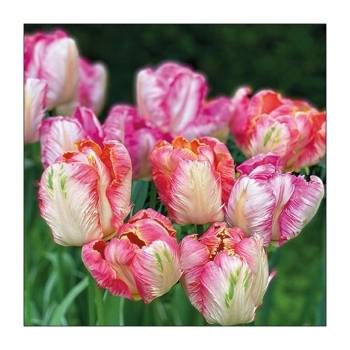 Amabiente Салфетки Ambiente Parrot tulips, 20 броя (13317755)