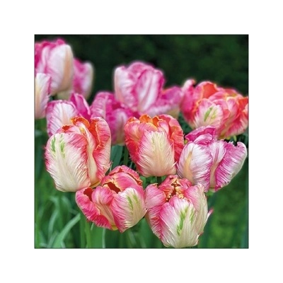 Amabiente Салфетки Ambiente Parrot tulips, 20 броя (13317755)