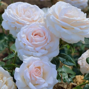 Delbard® Роза La Sauvagine Terre et Passion®