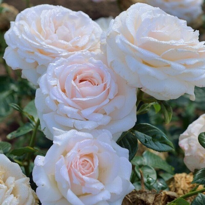 Delbard® Роза La Sauvagine Terre et Passion®