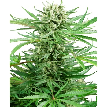 Sensi Seeds Research Papi Chulo OG semena neobsahuji THC 3 ks