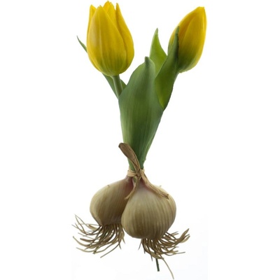 Tulipán 'Sally' svazek s cibulkou zlutý V18 cm