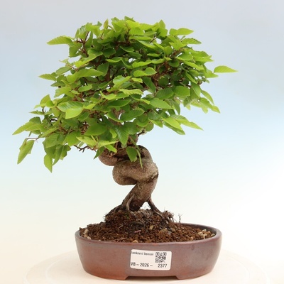e-bonsai Venkovní bonsai -Carpinus coreana - Habr korejský
