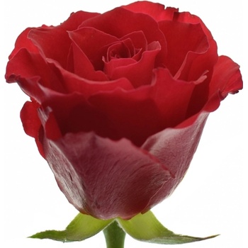Červená růže RED CALYPSO 40cm (S)
