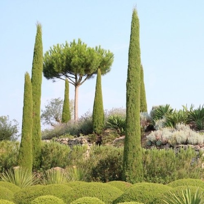 Cupressus sempervirens (Cyprus vždyzelený) ´PYRAMIDALIS´ - kont. C3L, výška 40-60 cm (-15°C)