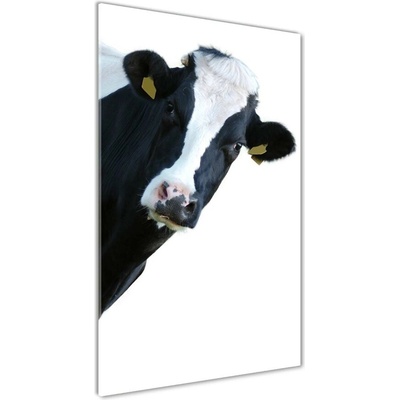 Vertikálny foto obraz sklenený Fľakatá krava 50x100 cm
