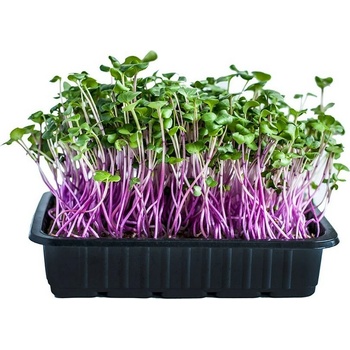 Microgreens, semínka na klíčky - Ředkvička China Rose 20g