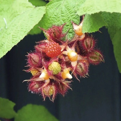 Černica japonská BIO Hof:Obst výška 30-40 cm kvetináč 15 cm