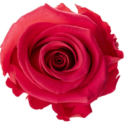 Nela Dark pink - tmavo ružová (Aranž 3x stabilizovaná "večná" ruža v keramickej miske)