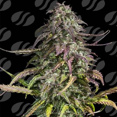 Original Sensible Seeds Melon Mosh Auto semena neobsahují THC 3 ks