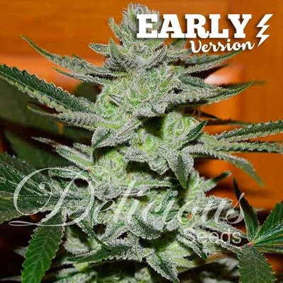 Delicious Seeds Unknown Kush Early Version semena neobsahuji THC 10 ks