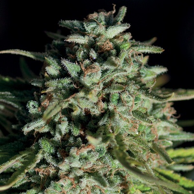 Anesia Seeds Pure Durban semienka neobsahujú THC 10 ks