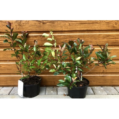 Červienka Fraserova (Photinia fraseri ´Little Red Robin´) veľkosť 30-50cm