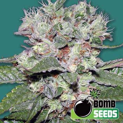 Bomb Seeds CBD Bomb semienka neobsahujú THC 10 ks