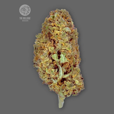 The Bulldog Seeds Amnesia semienka neobsahujú THC 3 ks