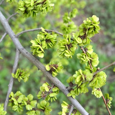Turkestánský brest Ulmus pumila semená brestu 10 ks