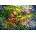 Grafika Art Puzzle - Puzzle Josephine Wall: Moss Maiden II - 1 500 piese