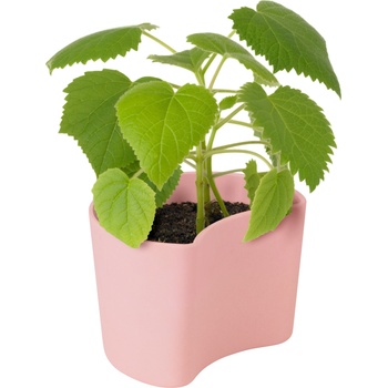 RIG-TIG Саксия Your Tree със семена от бреза розова (Z00136-2)