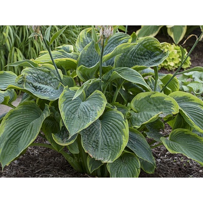 Hosta Shadowland Wu La La - Funkia, kont. 1 l