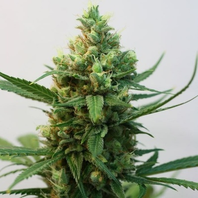 Ripper Seeds Toxic semienka neobsahujú THC 3 ks