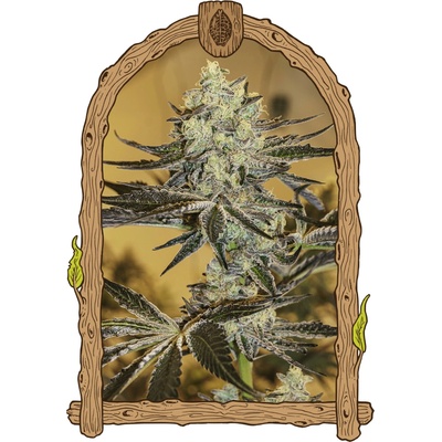 Exotic Seed Malasaña Gelato semienka neobsahujú THC 3 ks