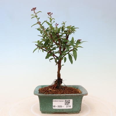 e-bonsai Venkovní bonsai - tavolník japonský - Spirea japonica Anthony Waterer