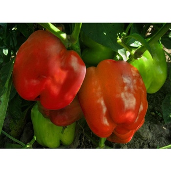 Paprika Granova - Capsicum annuum - Predaj semien - 50 ks