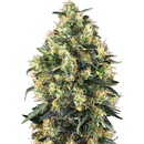 Sensi Seeds Super Skunkmatic semena neobsahují THC 3 ks