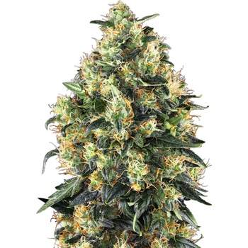 Sensi Seeds Super Skunkmatic semena neobsahují THC 3 ks