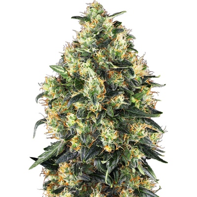 White Label Super Skunk Automatic semena neobsahuji THC 10 ks