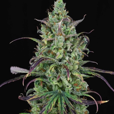 Spliff Seeds Lemon Cream Kush semena neobsahují THC 5 ks