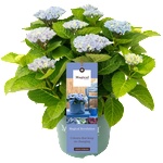 Magical® Revolution Blue -Magical® - Хортензия Мacrophylla