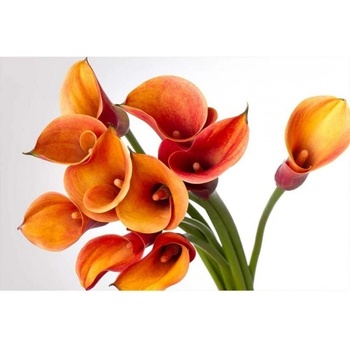 DIMEX ART s. r. o Флизелинов фототапет кала 375 x 250 см