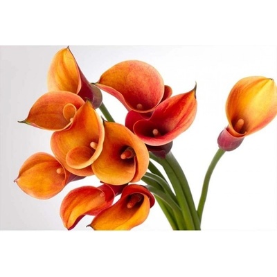 DIMEX ART Флизелинов фототапет кала 375 x 250 см