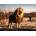 Ravensburger - Puzzle The lion. The king of beasts - 1 500 piese