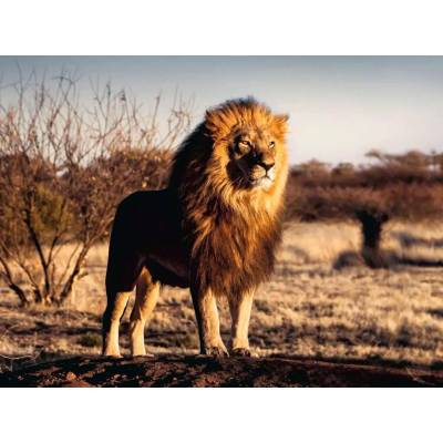 Ravensburger - Puzzle The lion. The king of beasts - 1 500 piese