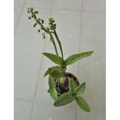 Ledebouria pauciflora (syn. Scilla pauciflora)