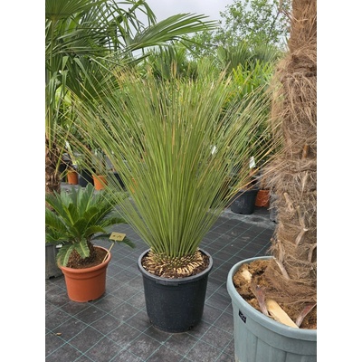 Dasylirion longissimum Ø 55 cm