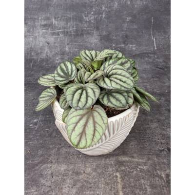 Peperomia Albovittata Piccolo 12 cm