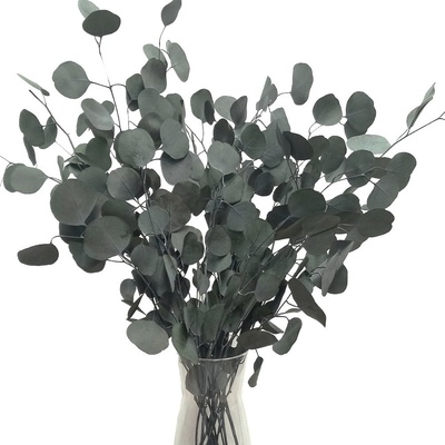 Stabilizovaný eukalyptus populus, kytice/svazek zelených větviček 140g – Sleviste.cz