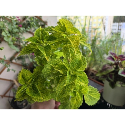 PlantBros flower Coleus