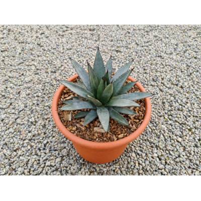 Agáve (Agave) ‘LITTLE PENGUIN’ - výška 15-20 cm, Ø 20-30 cm, kont. C6L (-5°C)